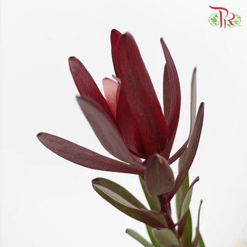 Leucadendron Red Multi - (Per Bunch) - Pudu Ria Florist Southern