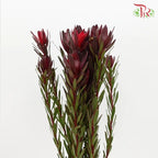 Leucadendron Red Multi - (Per Bunch) - Pudu Ria Florist Southern