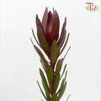 Leucadendron Red Multi - (Per Bunch) - Pudu Ria Florist Southern
