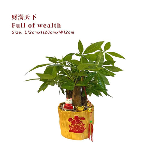 Full Of Weather 财满天下/ Per Pot - Pudu Ria Florist Southern