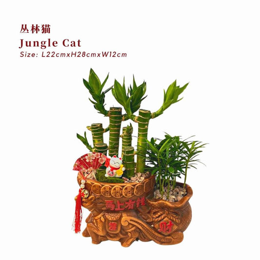 Jungle Cat 丛林猫 / Per Pot - Pudu Ria Florist Southern