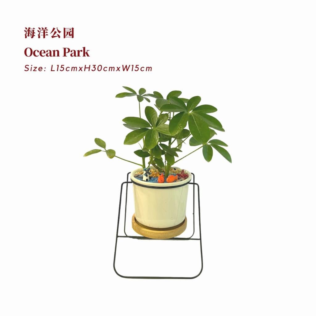Ocean Park 海洋公园 / Per Pot - Pudu Ria Florist Southern