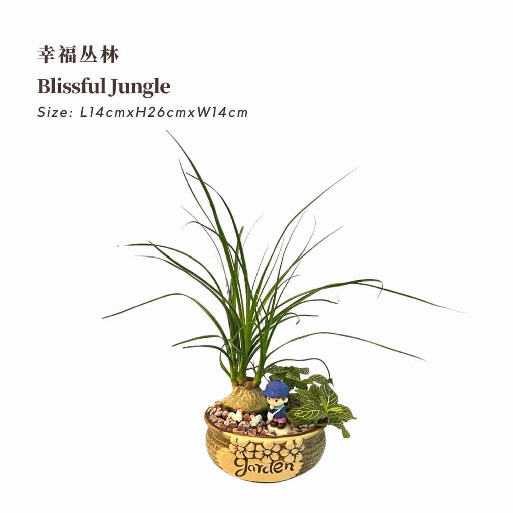 Blissful Jungle 幸福丛林 / Per Pot - Pudu Ria Florist Southern