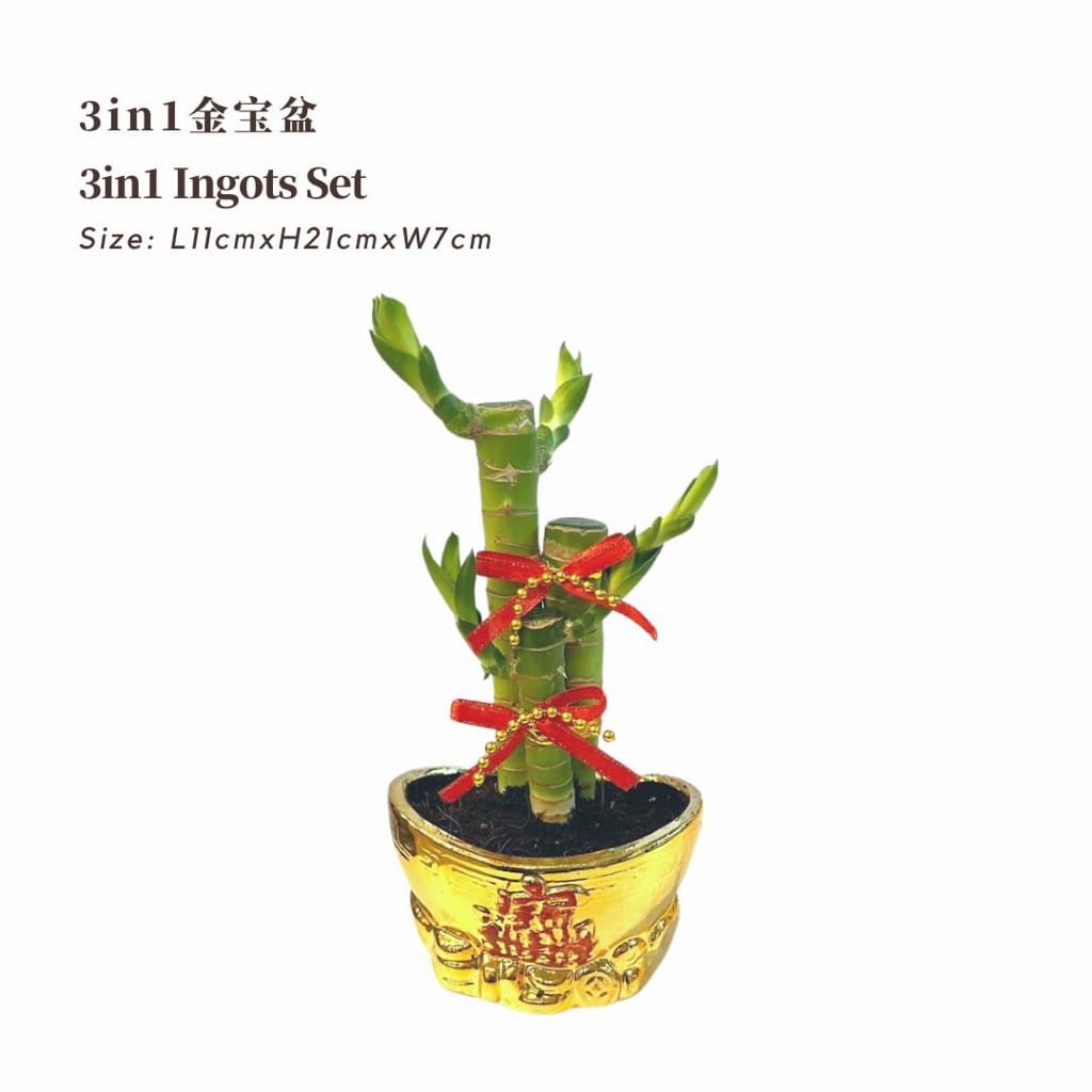 3 In 1 Ingots Pot 3合1金宝盆 / Per Pot - Pudu Ria Florist Southern