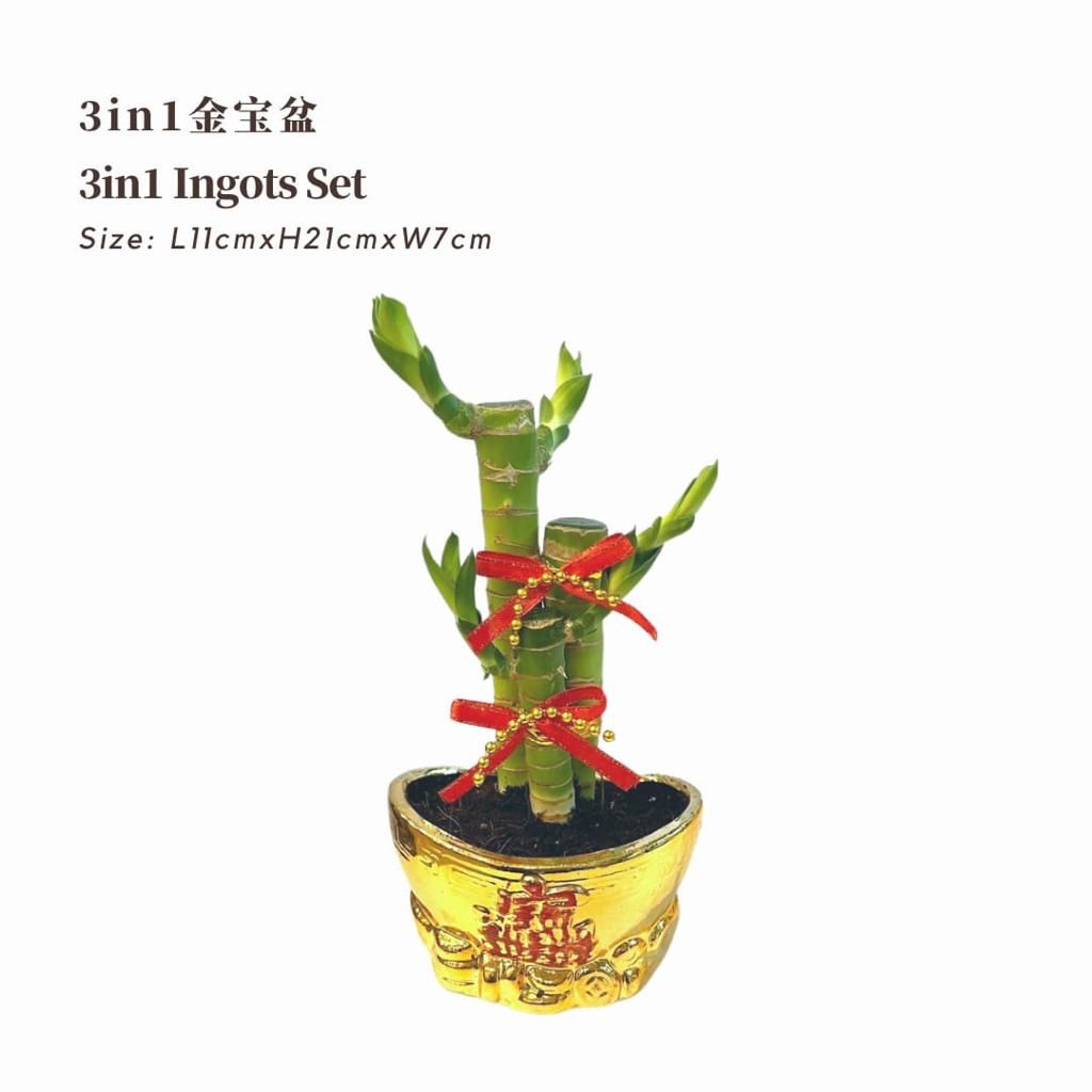3 In 1 Ingots Pot 3合1金宝盆 / Per Pot - Pudu Ria Florist Southern