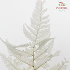 Preservative Fern Natural - Pudu Ria Florist Southern