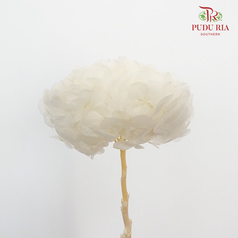 Preservative Hydrangea - White Big / Per Stem - Pudu Ria Florist Southern