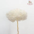 Preservative Hydrangea - White Big / Per Stem - Pudu Ria Florist Southern