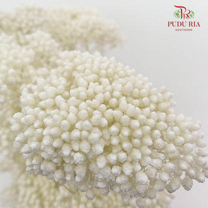 Preservative Rice Flower - White - Pudu Ria Florist Southern