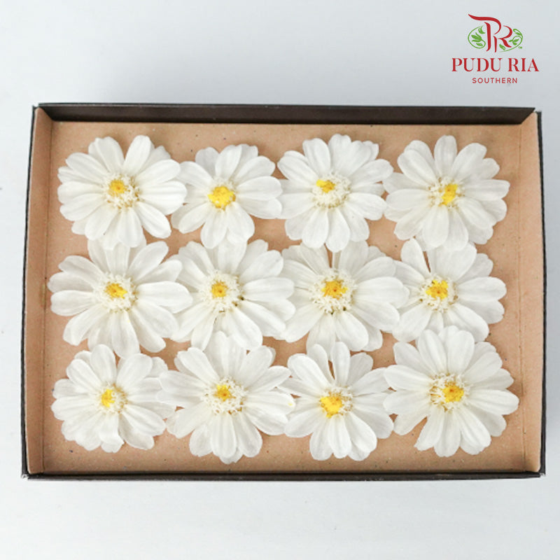 Zinnia - White - Pudu Ria Florist Southern