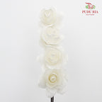 Dry Asia Peony - White - Pudu Ria Florist Southern