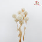 Preservative Scabiosa White - Pudu Ria Florist Southern