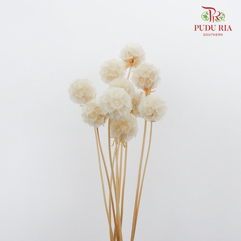 Preservative Scabiosa White - Pudu Ria Florist Southern