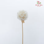 Preservative Scabiosa White - Pudu Ria Florist Southern