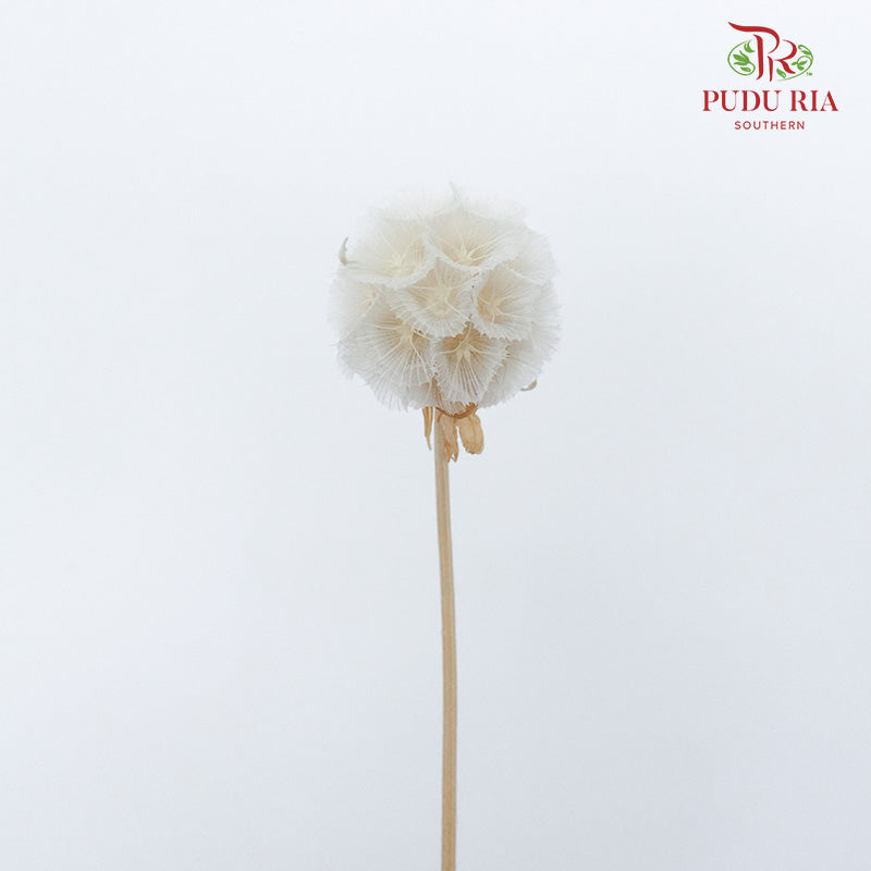 Preservative Scabiosa White - Pudu Ria Florist Southern