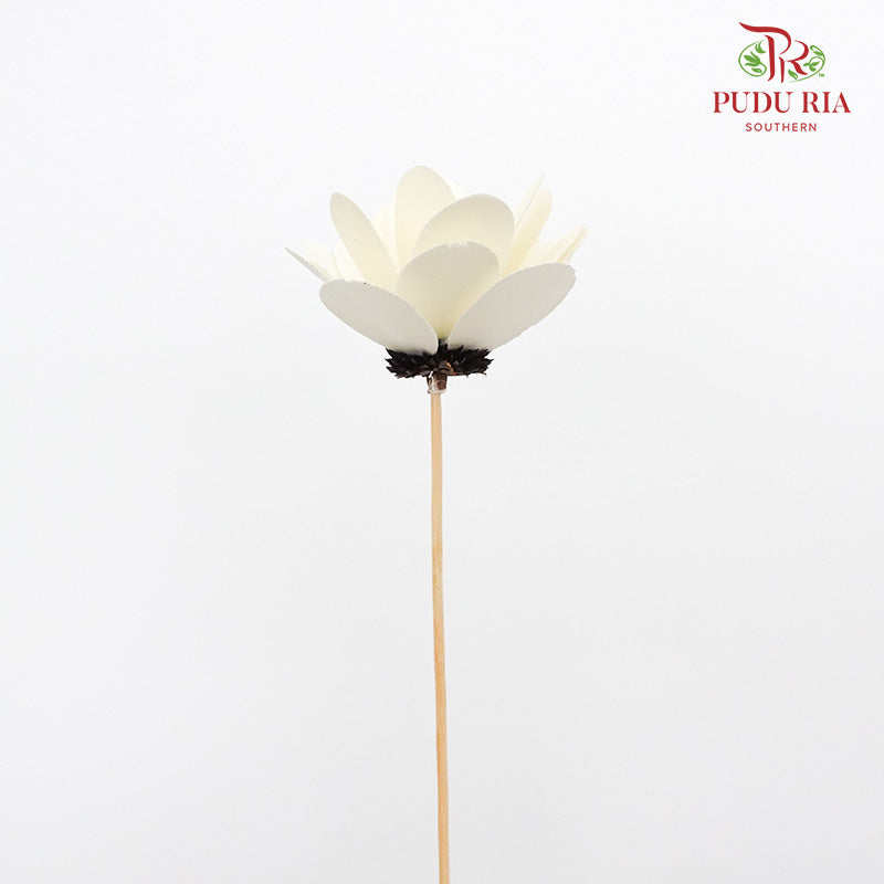 Dry Hibiscus White - Pudu Ria Florist Southern