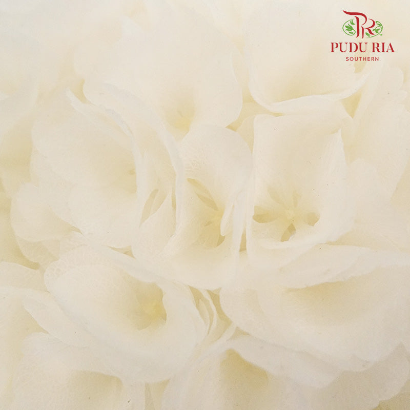 Preservative Hydrangea - White Big / Per Stem - Pudu Ria Florist Southern