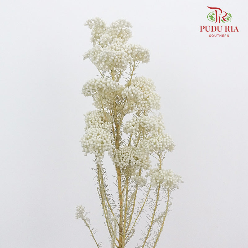 Preservative Rice Flower - White - Pudu Ria Florist Southern