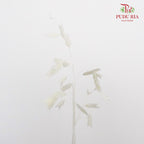 Dry Chasmanthium - White - Pudu Ria Florist Southern