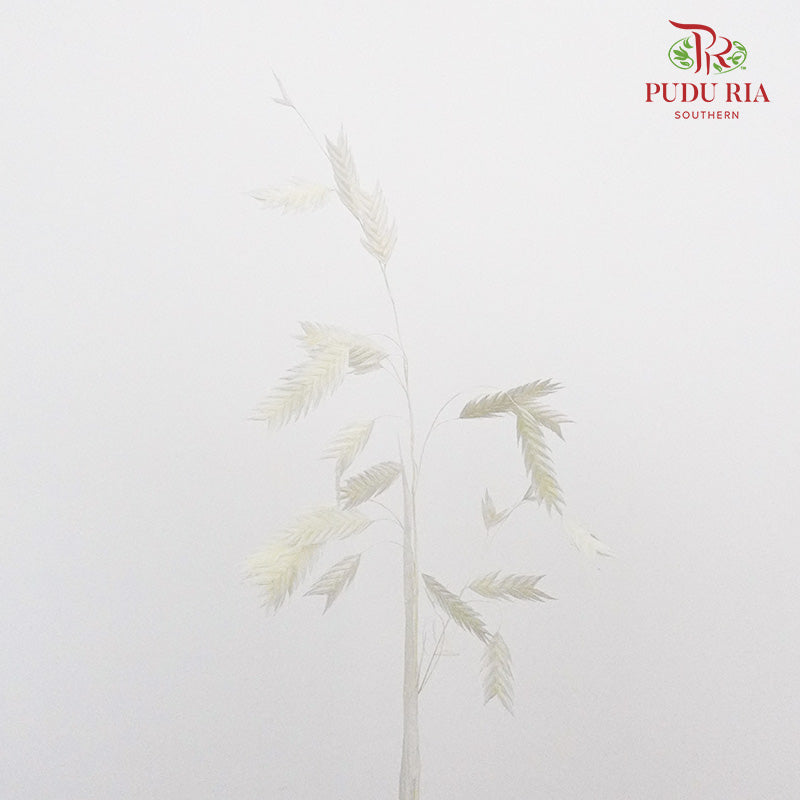 Dry Chasmanthium - White - Pudu Ria Florist Southern