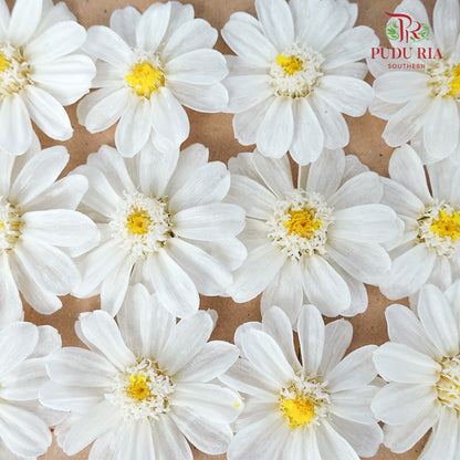 Zinnia - White - Pudu Ria Florist Southern