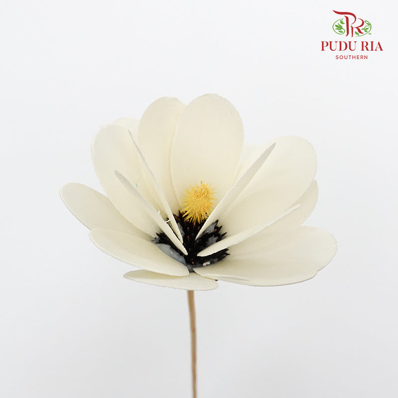 Dry Hibiscus White - Pudu Ria Florist Southern