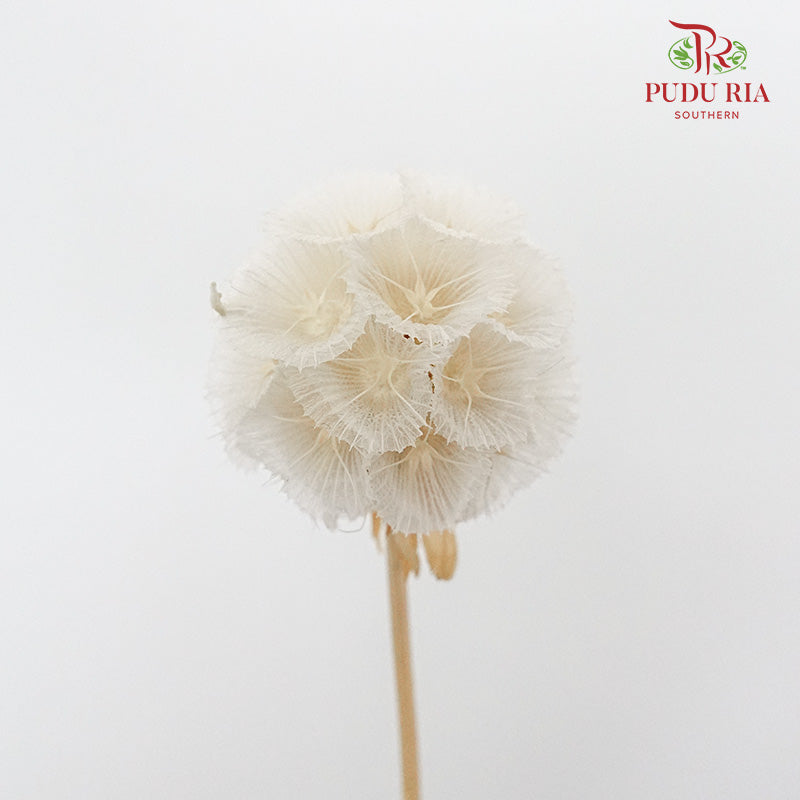 Preservative Scabiosa White - Pudu Ria Florist Southern