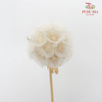 Preservative Scabiosa White - Pudu Ria Florist Southern