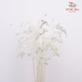 Dry Chasmanthium - White - Pudu Ria Florist Southern