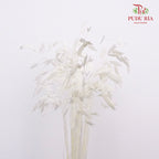 Dry Chasmanthium - White - Pudu Ria Florist Southern