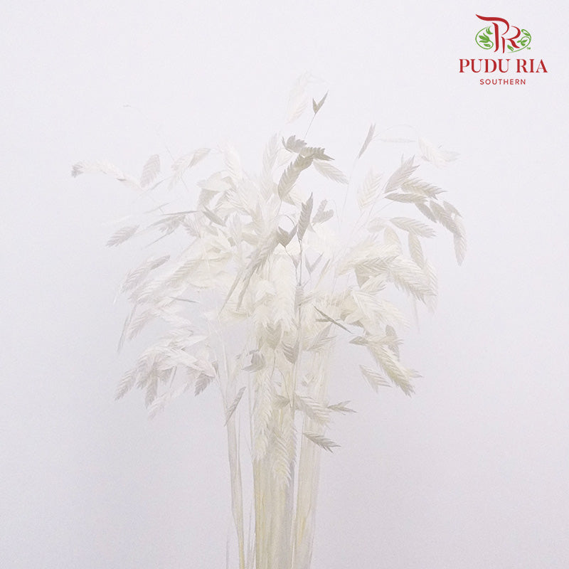Dry Chasmanthium - White - Pudu Ria Florist Southern
