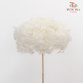 Preservative Hydrangea - White Small / Per Stem - Pudu Ria Florist Southern