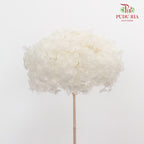 Preservative Hydrangea - White Small / Per Stem - Pudu Ria Florist Southern