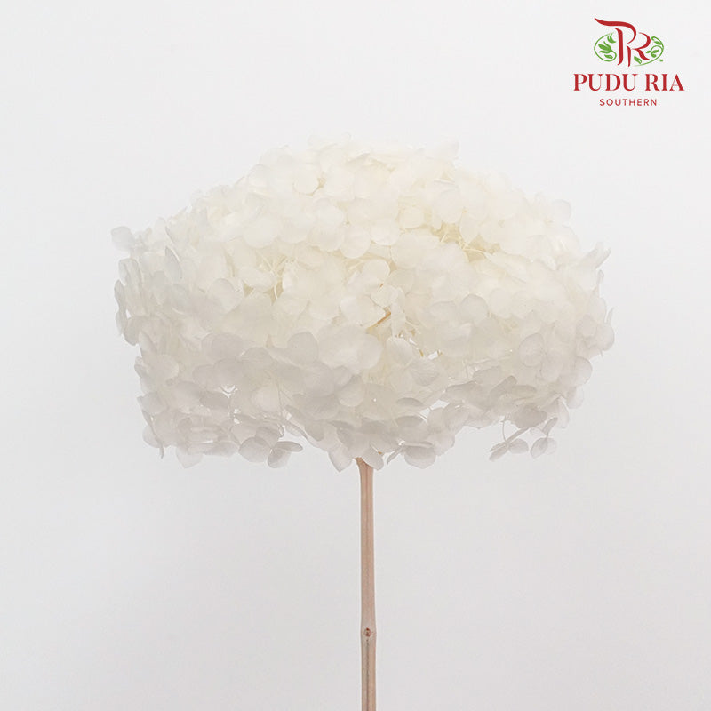 Preservative Hydrangea - White Small / Per Stem - Pudu Ria Florist Southern