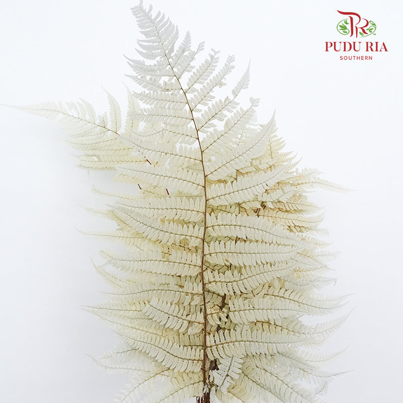 Preservative Fern Natural - Pudu Ria Florist Southern