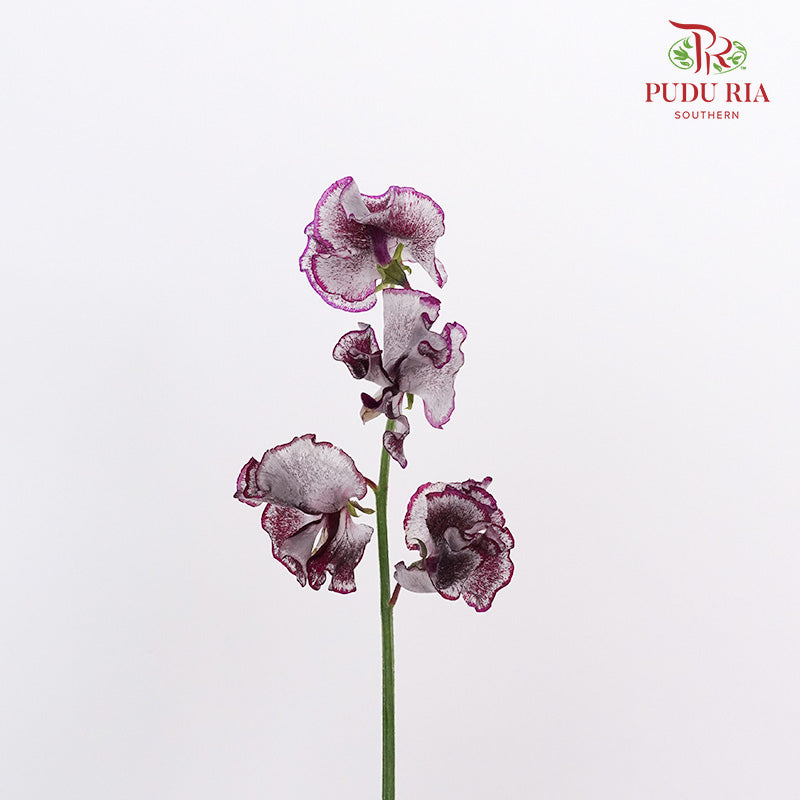 Sweet Pea White Dark Purple / 10 Stems - Pudu Ria Florist Southern