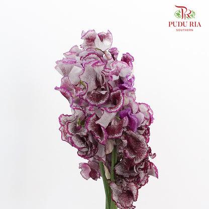 Sweet Pea White Dark Purple / 10 Stems - Pudu Ria Florist Southern