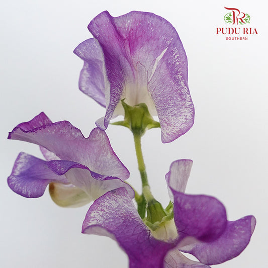 Sweet Pea White/Purple - 10 Stems - Pudu Ria Florist Southern