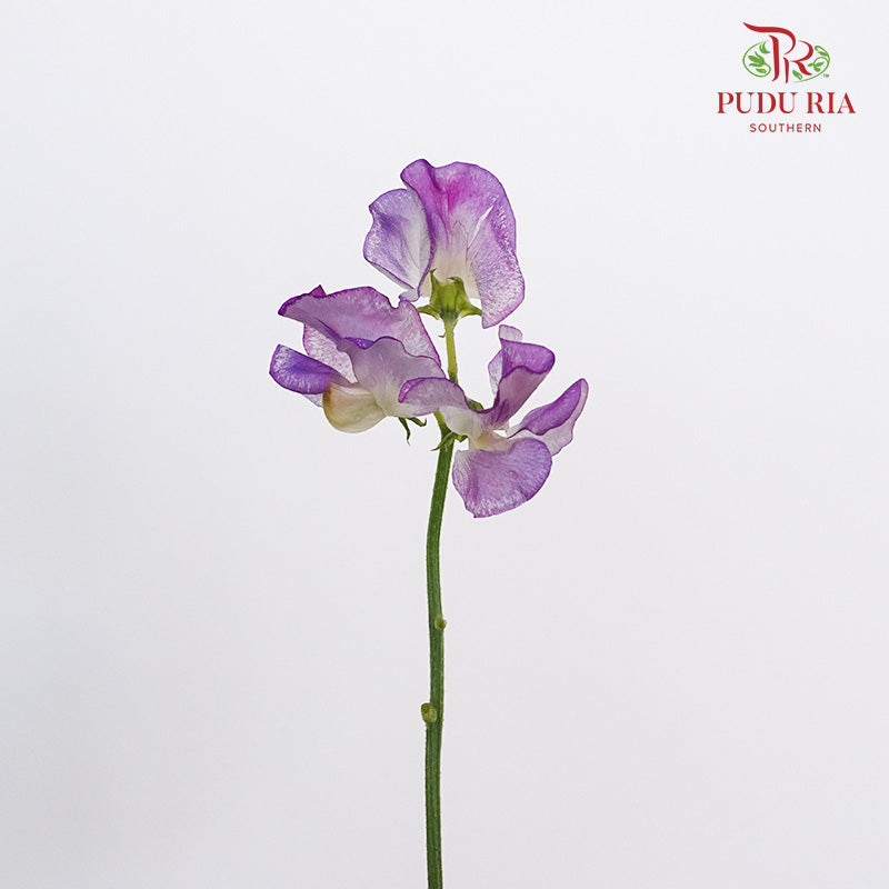 Sweet Pea White/Purple - 10 Stems - Pudu Ria Florist Southern