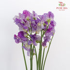 Sweet Pea White/Purple - 10 Stems - Pudu Ria Florist Southern