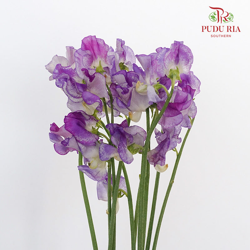 Sweet Pea White/Purple - 10 Stems - Pudu Ria Florist Southern