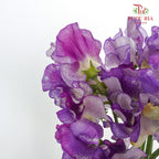 Sweet Pea White/Purple - 10 Stems - Pudu Ria Florist Southern