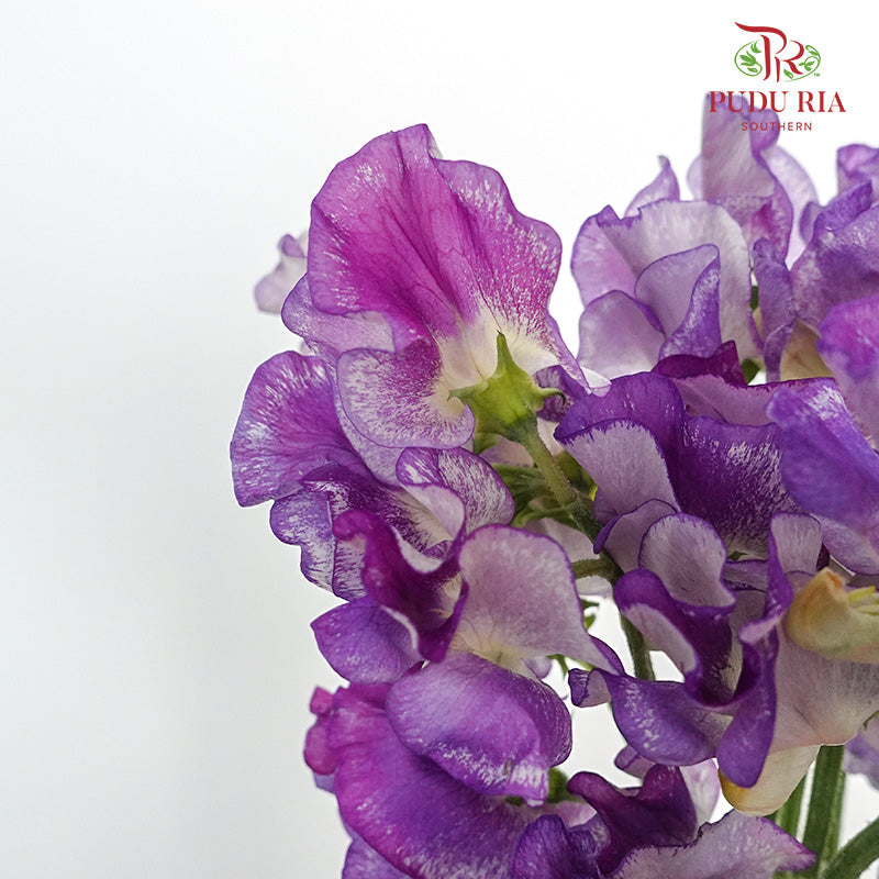 Sweet Pea White/Purple - 10 Stems - Pudu Ria Florist Southern