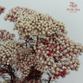 Preservative Rice Flower - White Red - Pudu Ria Florist Southern