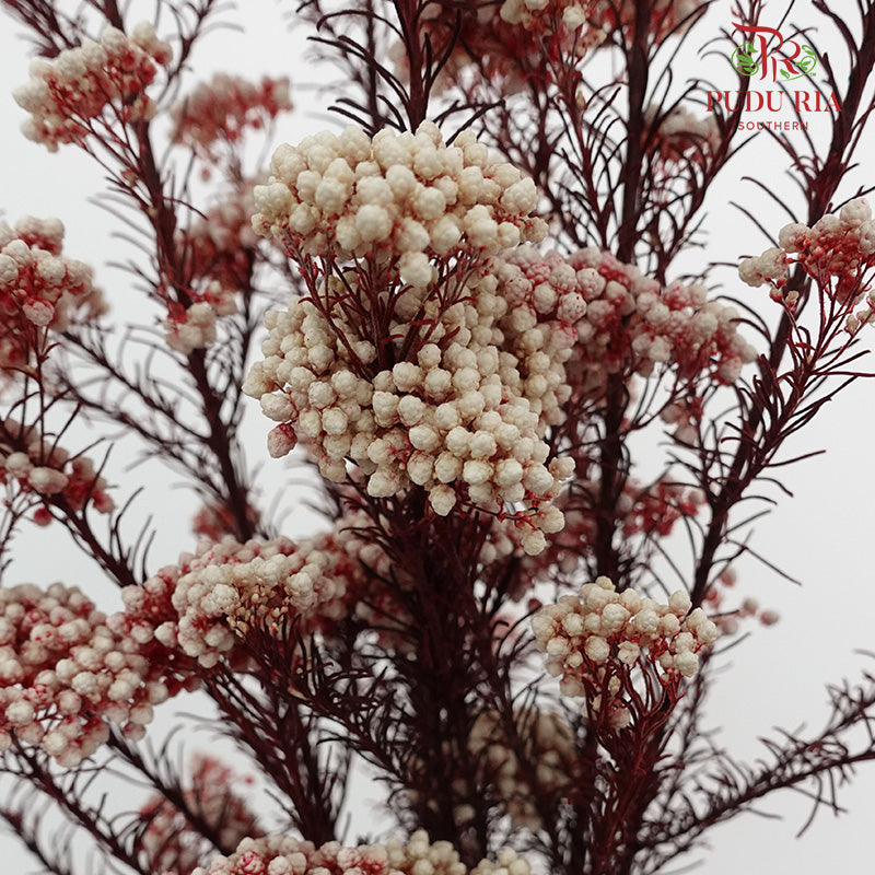 Preservative Rice Flower - White Red - Pudu Ria Florist Southern