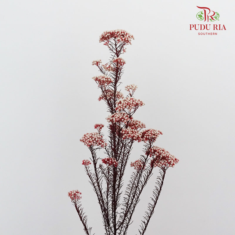 Preservative Rice Flower - White Red - Pudu Ria Florist Southern
