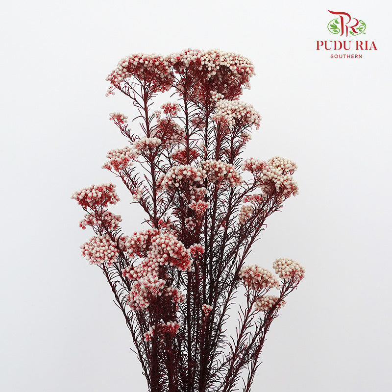 Preservative Rice Flower - White Red - Pudu Ria Florist Southern