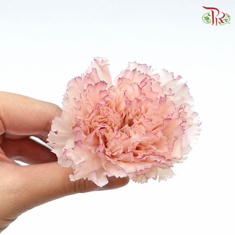 Preservative Carnation (8 Blooms) Nude/Purple - Pudu Ria Florist Southern
