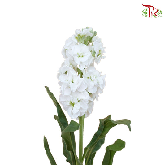 Matthiola White (Per Bundle) - Pudu Ria Florist Southern