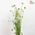 Scabiosa Colour White (Per Bundle) - Pudu Ria Florist Southern